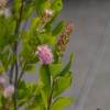 Clethra alnifolia Pink Spire