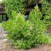 Clethra alnifolia Pink Spire