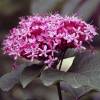 Hortnsia japonesa