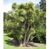 Cordyline australis