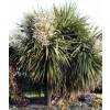 Cordyline australis