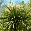 Cordyline australis