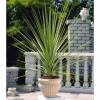 Cordyline australis