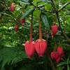 Crinodendron hookerianum