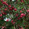 Crinodendron hookerianum