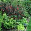 Crinodendron hookerianum