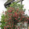 Crinodendron hookerianum