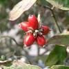 Corniso americano com flores brancas