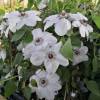 Clematite 'Mme Lecoultre'