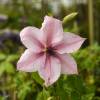 Clematite 'Pink Fantasy'