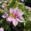 Clematite 'Pink Fantasy'