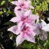 Clematite 'Pink Fantasy'