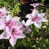 Clematite 'Pink Fantasy'