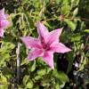 Clematite 'Pink Fantasy'