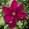 Clematite 'Ernest Markham'