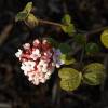 Viburnum carlesii 'Aurora'