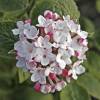 Viburnum carlesii 'Aurora'
