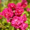 Roseira paisagística rosa escuro 'The Fairy Rubra'