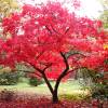 Bordo do Jap�o 'Deshojo'