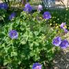 Gernio 'Johnson Blue'