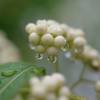 Callicarpa branco