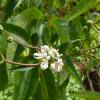 Heptacodium da China