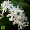 Heptacodium da China