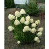 Hortnsia de panculas 'Limelight'