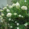 Hortnsia de panculas 'Limelight'