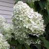 Hortnsia de panculas 'Limelight'