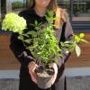 Hortnsia de panculas 'Limelight'