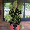 Hortnsia de panculas 'Limelight'