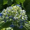 Hortnsia 'Adria'