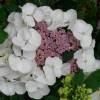 Hortnsia 'Libelle'