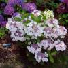 Hortnsia 'Libelle'