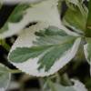 Hortnsia 'Tricolor'