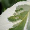 Hortnsia 'Tricolor'