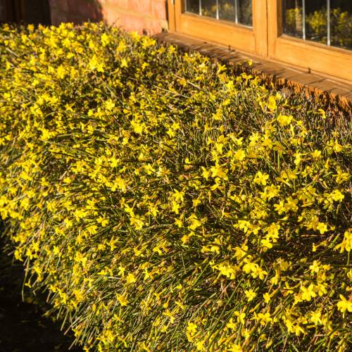 Jasmim amarelo : venda Jasmim amarelo / Jasminum nudiflorum