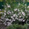 Lavatera  Barnsley