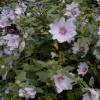 Lavatera  Barnsley