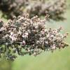 Leptospermum 'Silver Sheen'