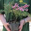 Leptospermum scoparium Rosa, Manuka Rosa