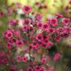 Leptospermum scoparium Vermelho, Manuka Vermelho