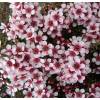 Leptospermum 'humifusum'