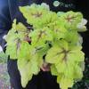 Heuchera 'Stoplight'