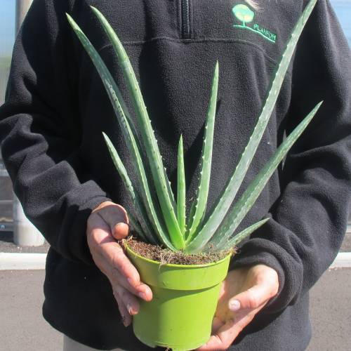 Aloe vera : venda Aloe vera / Aloe barbadensis