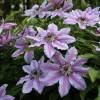 Clematite 'Nelly Moser'