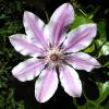 Clematite 'Nelly Moser'