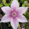 Clematite 'Nelly Moser'