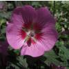 Anisodontea